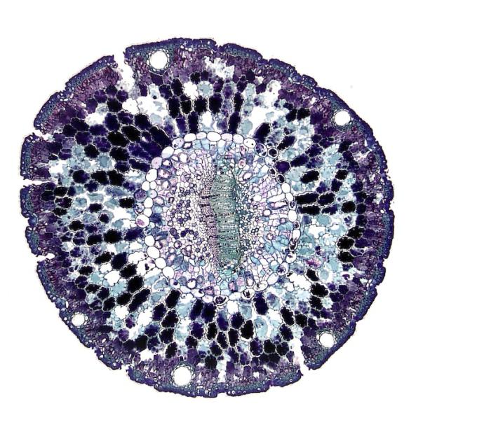 Mikroskopbild av celler.
