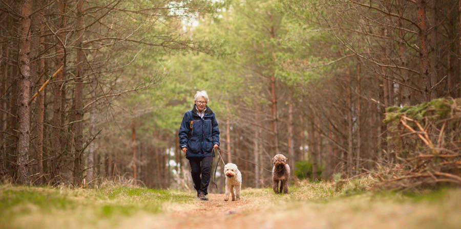 Vanha nainen kävelyllä metsässä kahden koiran kanssa.