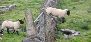 Kaksi lammasta hyppäävät kivisen aidan yli.