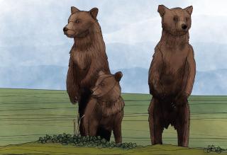 Kolme karhua.